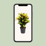 Calathea Medallion - Ø27cm - ↕80cm - Imagen 4