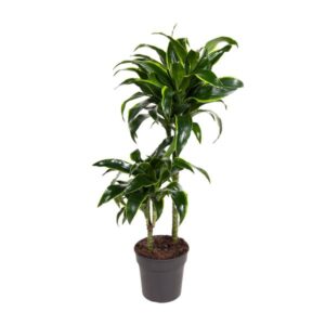 Codiaeum Variegatum Mrs Iceton - Ø21cm - ↕70cm
