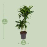 Codiaeum Variegatum Mrs Iceton - Ø21cm - ↕70cm - Imagen 2
