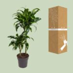 Codiaeum Variegatum Mrs Iceton - Ø21cm - ↕70cm - Imagen 3