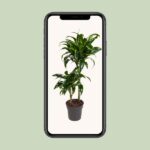 Codiaeum Variegatum Mrs Iceton - Ø21cm - ↕70cm - Imagen 4