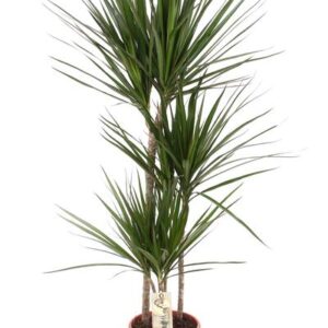 Dracaena Marginata Magenta - Ø21cm - ↕110cm