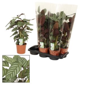 Calathea Compactstar - Ø12 ↕40