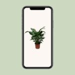 Spathiphyllum Vivaldi - Ø17cm - ↕70cm - Imagen 4