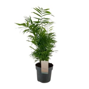 Ficus Benjamina Exotica - Ø24cm - ↕100cm