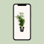 Ficus Benjamina Exotica - Ø24cm - ↕100cm - Imagen 4