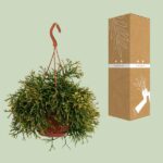 Aloë Aristata - Ø12cm - ↕20cm - Imagen 3