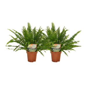 Nephrolepis helecho rizado - 2 unidades - ø12 - ↕30cm