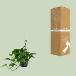 Scindapsus (Epipremnum) - Ø15cm - ↕45cm - Imagen 3