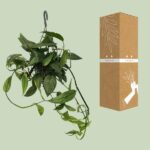 Epipremnum Cebu Azul - Ø15cm - ↕45cm - Imagen 3