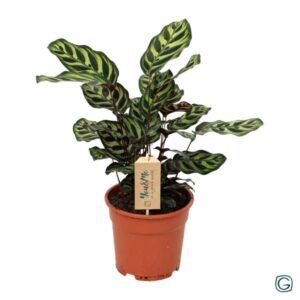 Calathea Makoyana - Ø17 ↕25