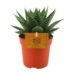 Gasteria Híbrida Aurora - Ø11cm - ↕15cm