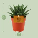 Gasteria Híbrida Aurora - Ø11cm - ↕15cm - Imagen 2