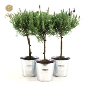 Lavandula St. 'Anouk'® Colección Tallo P15 En Zinc Estilo Antiguo - Ø17cm - ↕50cm