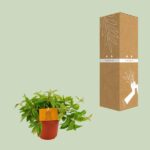 Peperomia Ang. Rocca Vivace - Ø11cm - ↕15cm - Imagen 3