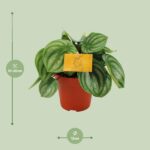 Peperomia Argyreia - Ø12cm - ↕20cm - Imagen 2