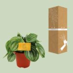 Peperomia Argyreia - Ø12cm - ↕20cm - Imagen 3