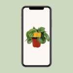 Peperomia Argyreia - Ø12cm - ↕20cm - Imagen 4