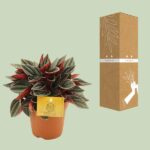 Peperomia Santorini - Ø12cm - ↕20cm - Imagen 3