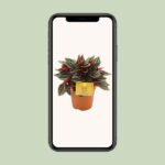 Peperomia Santorini - Ø12cm - ↕20cm - Imagen 4