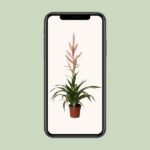 Tillandsia Dolce - Ø12cm - ↕60cm - Imagen 4