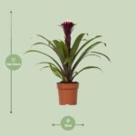 Guzmania Fransesca - Ø12 ↕45 - Imagen 2