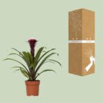 Guzmania Fransesca - Ø12 ↕45 - Imagen 3