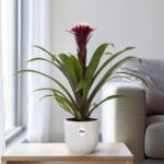 Guzmania Fransesca - Ø12 ↕45 - Imagen 5