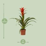 Guzmania Ostara - Ø12cm - ↕45cm - Imagen 2