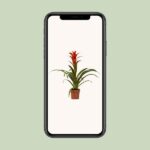 Guzmania Ostara - Ø12cm - ↕45cm - Imagen 4