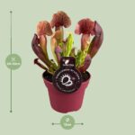 Sarracenia Catesbaei - Ø12cm - ↕23cm - Imagen 2