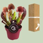 Sarracenia Catesbaei - Ø12cm - ↕23cm - Imagen 3