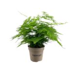 Asparagus Setaceus - Ø15cm - ↕45cm