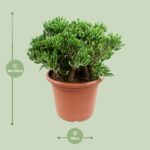 Crassula Ovata Hobbit - Ø30cm - ↕50cm - Imagen 2