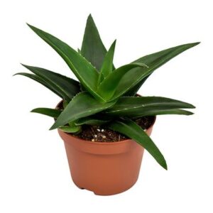 Haworthia West Jogoo - Ø10 -5cm - ↕17cm