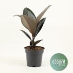 Ficus Elastica Abidjan - Ø14cm - ↕45cm