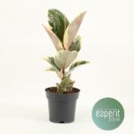 Ficus Elastica Tineke - Ø14cm - ↕45cm