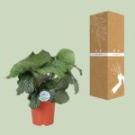 Calathea Orbifolia - Ø21cm - ↕70cm - Imagen 3