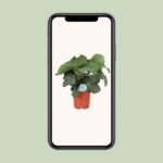 Calathea Orbifolia - Ø21cm - ↕70cm - Imagen 4