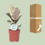 Ficus Elastica Tineke - Ø17cm - ↕50cm - Imagen 3