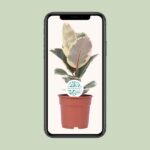 Ficus Elastica Tineke - Ø17cm - ↕50cm - Imagen 4