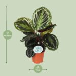 Calathea Medallion - Ø14cm - ↕45cm - Imagen 2