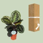 Calathea Medallion - Ø14cm - ↕45cm - Imagen 3