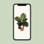 Calathea Medallion - Ø14cm - ↕45cm - Imagen 4