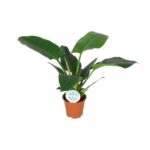 Philodendron Imperial Green - Ø14cm - ↕40cm