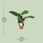 Philodendron Imperial Green - Ø14cm - ↕40cm - Imagen 2