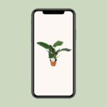 Philodendron Imperial Green - Ø14cm - ↕40cm - Imagen 4