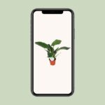 Philodendron Imperial Green - Ø17cm - ↕50cm - Imagen 4