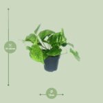 Scindapsus Pictus Trebie - Ø12cm - ↕20cm - Imagen 2