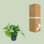 Scindapsus Pictus Trebie - Ø12cm - ↕20cm - Imagen 3